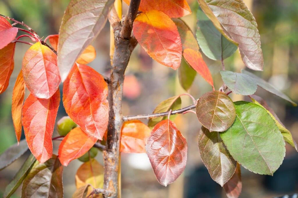 Malus ‘Scarlet Brandywine’® 6 Malus ‘Scarlet Brandywine’® - Image 4