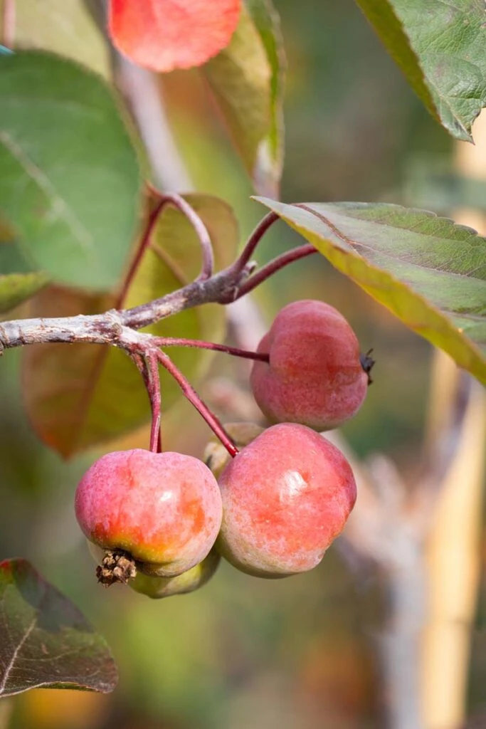 Malus ‘Scarlet Brandywine’® 3 Malus ‘Scarlet Brandywine’®