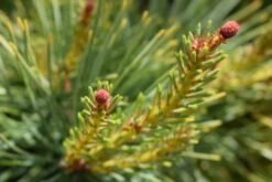Pinus Sylvestris ‘Gold Medal’ -Tree Furnish Store 14219 1024x684 1