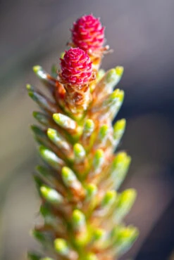Pinus Sylvestris ‘Gold Medal’ -Tree Furnish Store 14219 13441 8371 683x1024 1