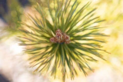 Pinus Sylvestris ‘Gold Medal’ -Tree Furnish Store 14219 13442 dbca 1024x683 1