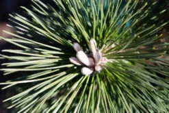 Pinus Thunbergii ‘Banshosho’