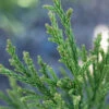 Cryptomeria Japonica ‘Gracilis’ -Tree Furnish Store 14226 13432 3c93 1024x683 1