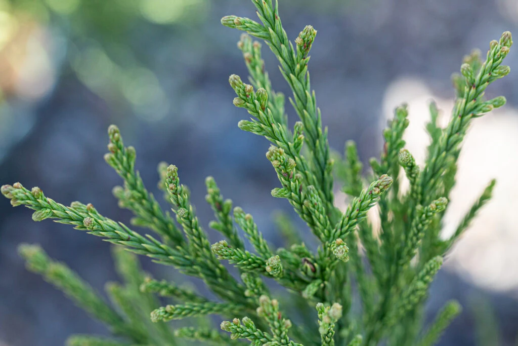 Cryptomeria Japonica ‘Gracilis’ 3 Cryptomeria Japonica ‘Gracilis’
