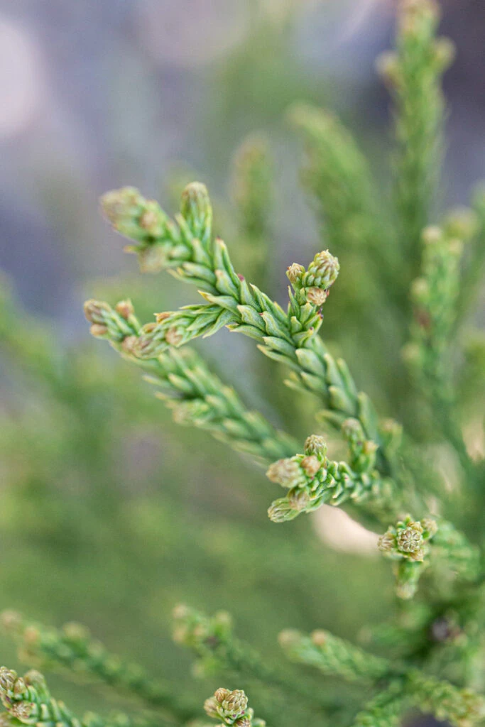 Cryptomeria Japonica ‘Gracilis’ 4 Cryptomeria Japonica ‘Gracilis’ - Image 2