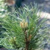 Pinus Nigra ‘Bright Eyes’ 1 Pinus Nigra ‘Bright Eyes’ -Tree Furnish Store 14228 13444 2569 1024x684 1
