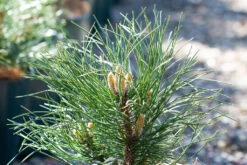 Pinus Nigra ‘Bright Eyes’