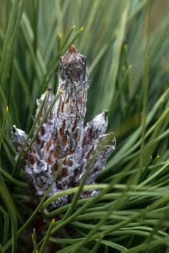 Pinus Nigra ‘Obelisk’