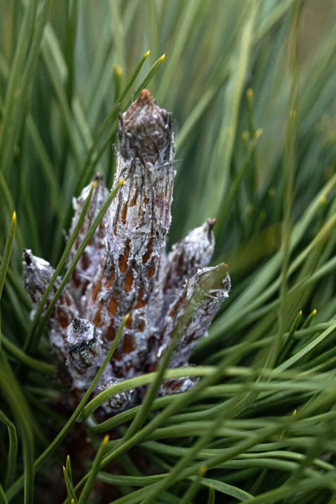 Pinus Nigra ‘Obelisk’ 3 Pinus Nigra ‘Obelisk’