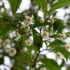 Styrax Japonicus ‘Snow Cone’ -Tree Furnish Store 14233 1024x787 1