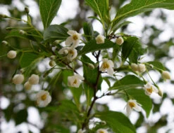 Styrax Japonicus ‘Snow Cone’