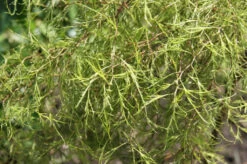 Betula Pendula ‘Karaca’®