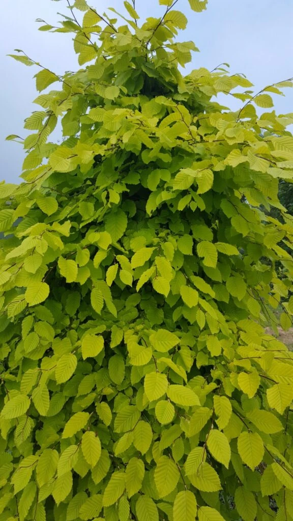 Carpinus Betulus ‘Chartreuse’® (Carpsim EU27 PBR) 6 Carpinus Betulus ‘Chartreuse’® (Carpsim EU27 PBR) - Image 4