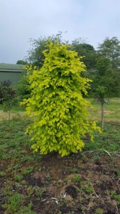Carpinus Betulus ‘Chartreuse’® (Carpsim EU27 PBR) 11 Carpinus Betulus ‘Chartreuse’® (Carpsim EU27 PBR) -Tree Furnish Store 14269 12619 cb9b 1 576x1024 1
