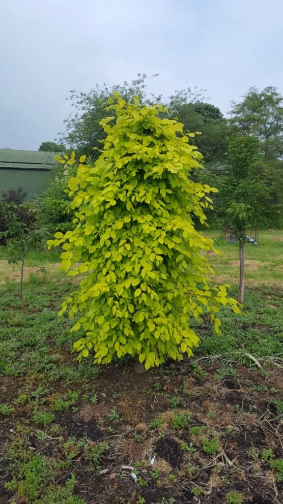 Carpinus Betulus ‘Chartreuse’® (Carpsim EU27 PBR) 7 Carpinus Betulus ‘Chartreuse’® (Carpsim EU27 PBR) - Image 5