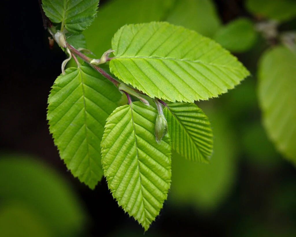 Carpinus Betulus ‘Chartreuse’® (Carpsim EU27 PBR) 4 Carpinus Betulus ‘Chartreuse’® (Carpsim EU27 PBR) - Image 2