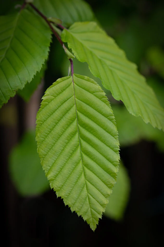 Carpinus Betulus ‘Chartreuse’® (Carpsim EU27 PBR) 5 Carpinus Betulus ‘Chartreuse’® (Carpsim EU27 PBR) - Image 3