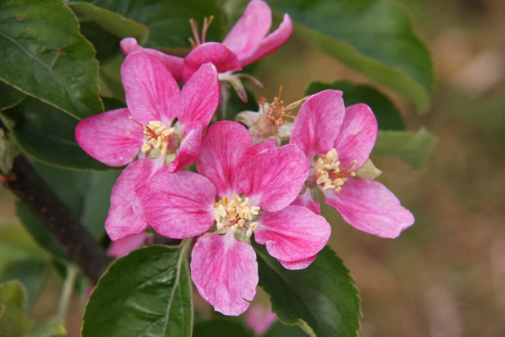 Hidden Rose 4 Hidden Rose - Image 2