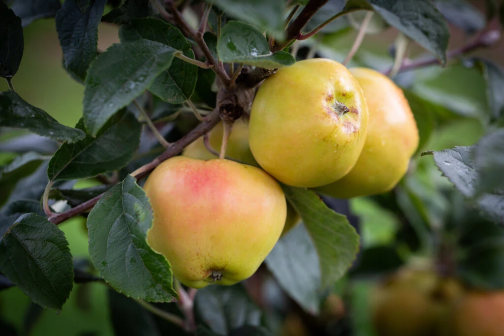 Hidden Rose 3 Hidden Rose