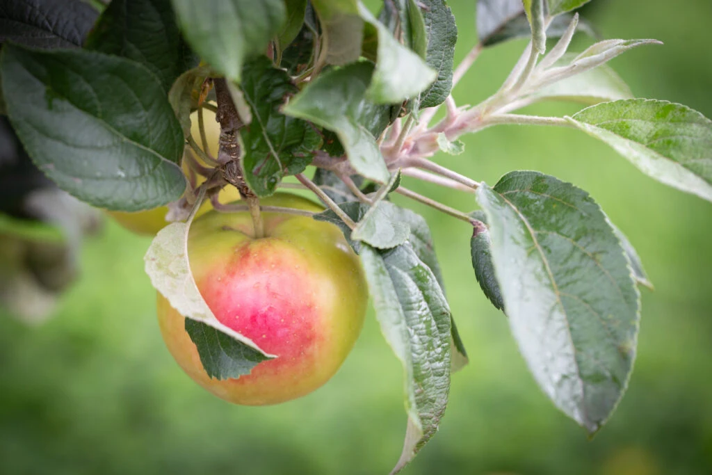 Hidden Rose 6 Hidden Rose - Image 4