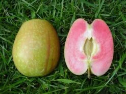 Hidden Rose 11 Hidden Rose -Tree Furnish Store 14290 15326 2252 1024x768 1