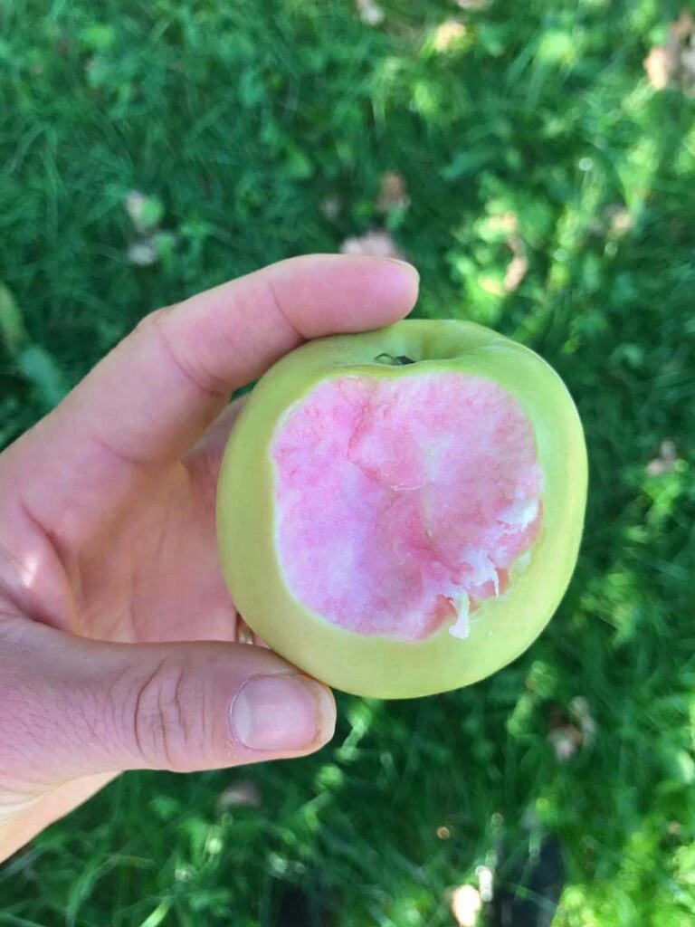 Hidden Rose 5 Hidden Rose - Image 3