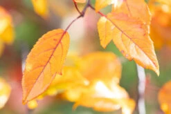 Malus ‘R J Fulcher’ -Tree Furnish Store 14302 14692 e9c1 1024x682 1