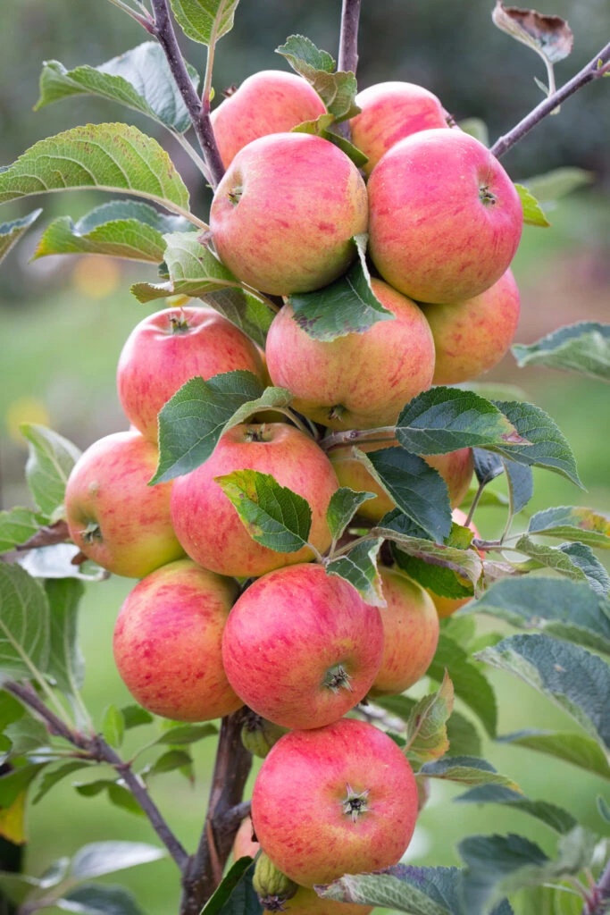 Bladon Pippin™ 3 Bladon Pippin™