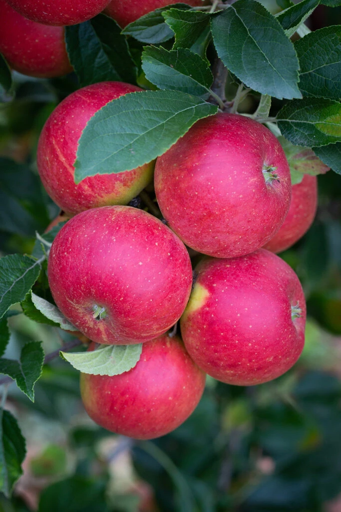 Bladon Pippin™ 5 Bladon Pippin™ - Image 3