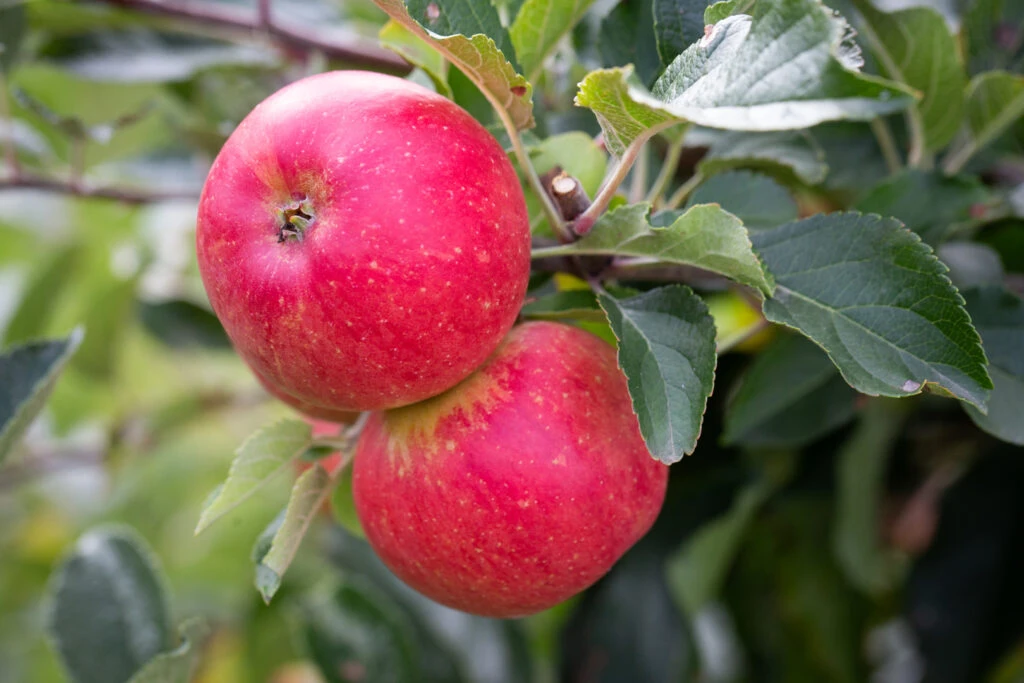 Bladon Pippin™ 6 Bladon Pippin™ - Image 4