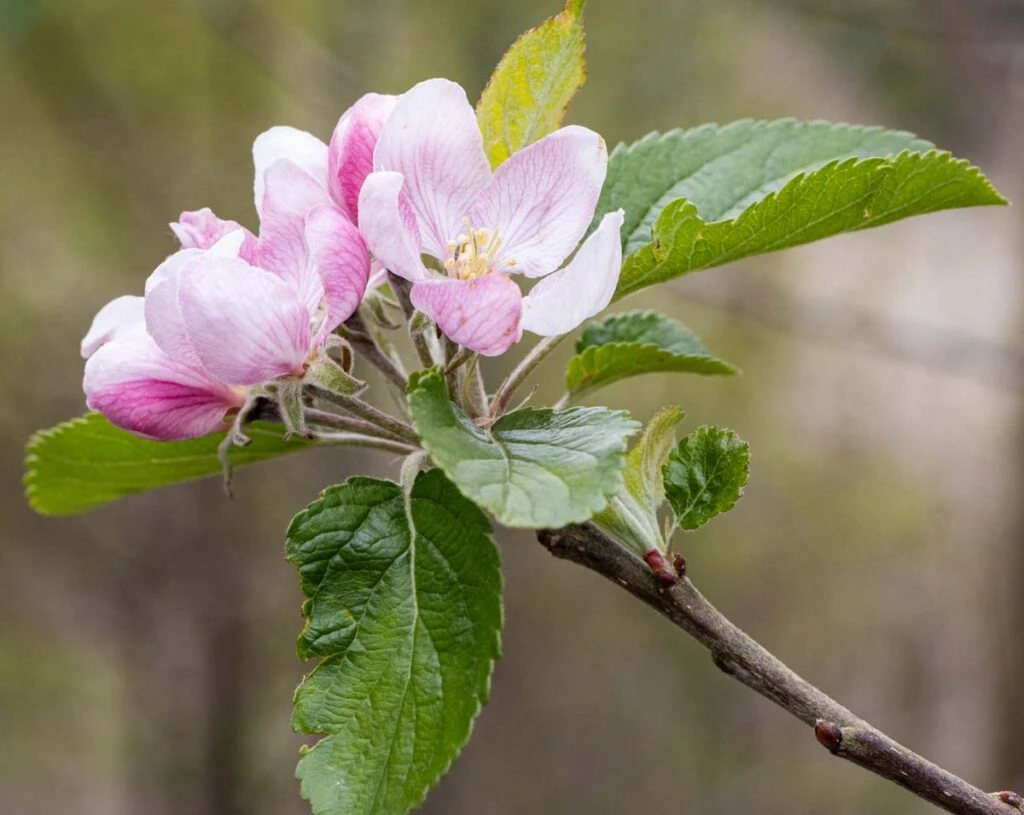 Bladon Pippin™ 4 Bladon Pippin™ - Image 2