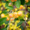Malus ‘Halloween’™ 2 Malus ‘Halloween’™ -Tree Furnish Store 14331 12875 fb89 1024x683 1
