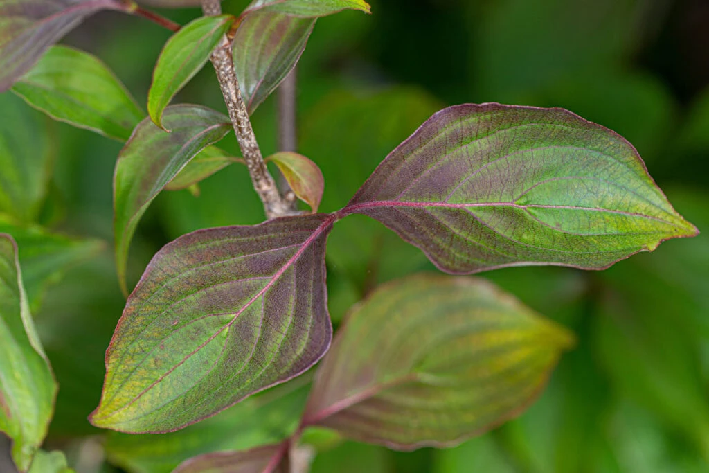 Cornus Kousa ‘Cappuccino’ 3 Cornus Kousa ‘Cappuccino’