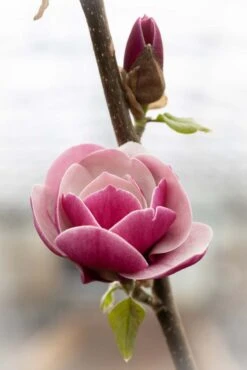 Magnolia ‘Venus’