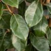 Elaeagnus X Ebbingei -Tree Furnish Store 14381 14720 fe84 1024x683 1