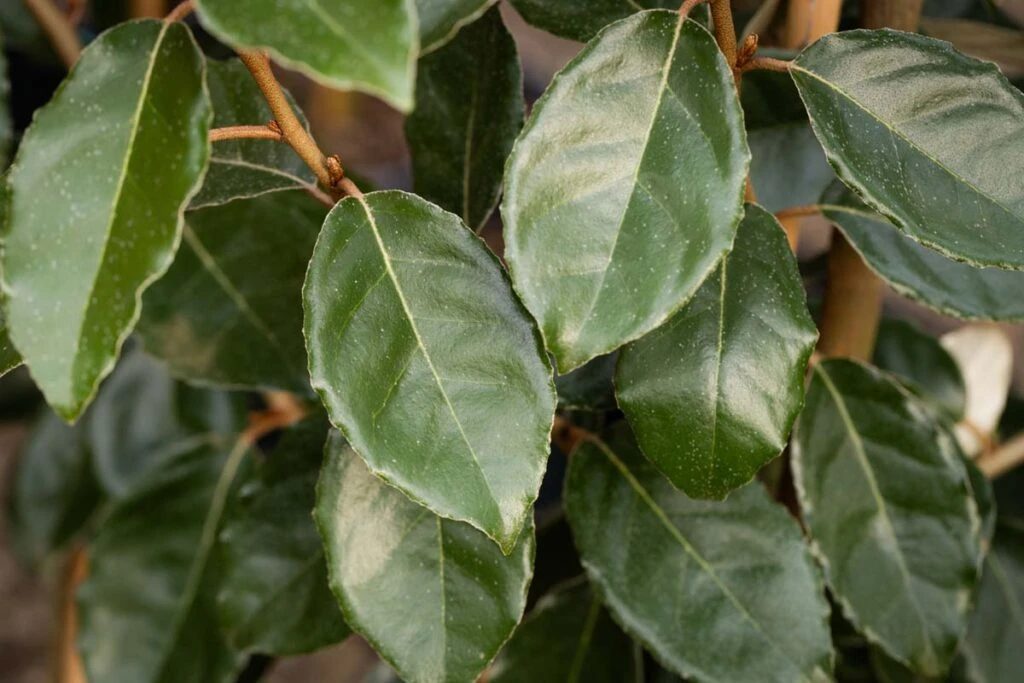 Elaeagnus X Ebbingei 3 Elaeagnus X Ebbingei