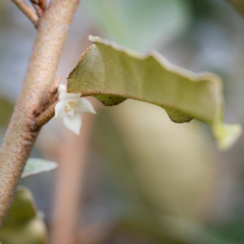 Elaeagnus X Ebbingei 4 Elaeagnus X Ebbingei - Image 2