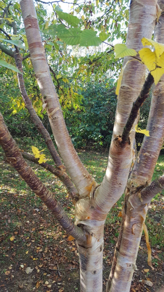 Betula Ermanii ‘Mount Zao Purple’ 4 Betula Ermanii ‘Mount Zao Purple’ - Image 2