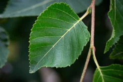 Betula Ermanii ‘Mount Zao Purple’ 9 Betula Ermanii ‘Mount Zao Purple’ -Tree Furnish Store 14382 14100 8fd3 1024x683 1