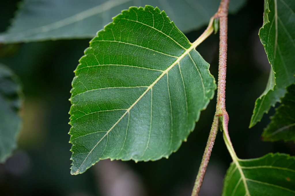 Betula Ermanii ‘Mount Zao Purple’ 6 Betula Ermanii ‘Mount Zao Purple’ - Image 4