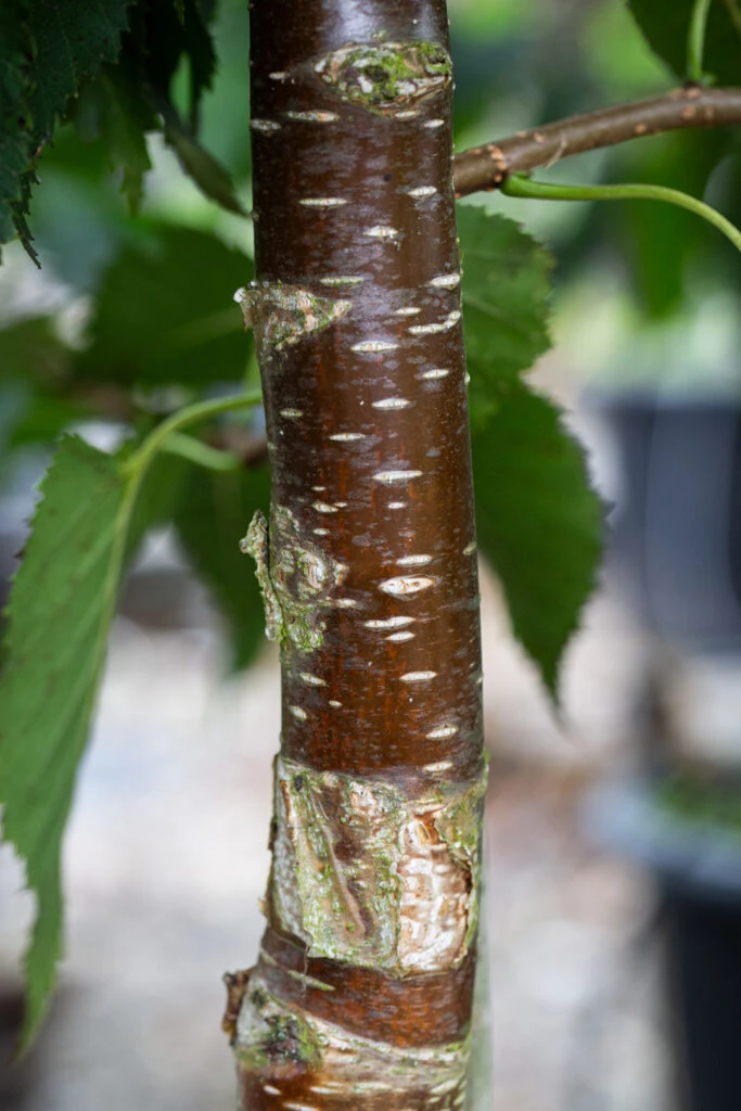 Betula Ermanii ‘Mount Zao Purple’ 3 Betula Ermanii ‘Mount Zao Purple’