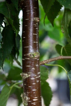 Betula Ermanii ‘Mount Zao Purple’ 8 Betula Ermanii ‘Mount Zao Purple’ -Tree Furnish Store 14382 14102 a433 683x1024 1