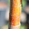 Betula Utilis Subsp. Albosinensis ‘Red Lady’ 2 Betula Utilis Subsp. Albosinensis ‘Red Lady’ -Tree Furnish Store 14384 14124 3d6d 683x1024 1