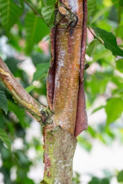 Betula Utilis Subsp. Albosinensis ‘Red Lady’ 9 Betula Utilis Subsp. Albosinensis ‘Red Lady’ -Tree Furnish Store 14384 14128 89ed 683x1024 1