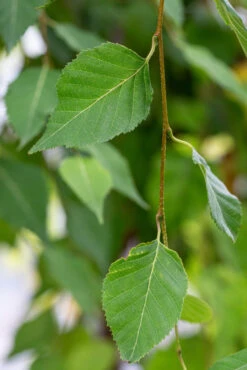 Betula Utilis Subsp. Albosinensis ‘Red Lady’ 7 Betula Utilis Subsp. Albosinensis ‘Red Lady’ -Tree Furnish Store 14384 14129 2655 683x1024 1