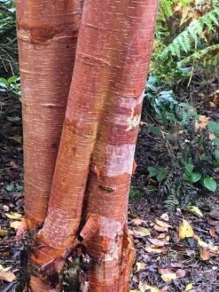 Betula Utilis Subsp. Albosinensis ‘Red Lady’ 8 Betula Utilis Subsp. Albosinensis ‘Red Lady’ -Tree Furnish Store 14384 15245 8325 768x1024 1