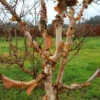 Betula Utilis ‘Buddha’ -Tree Furnish Store 14385 12208 8ac8 596x1024 1