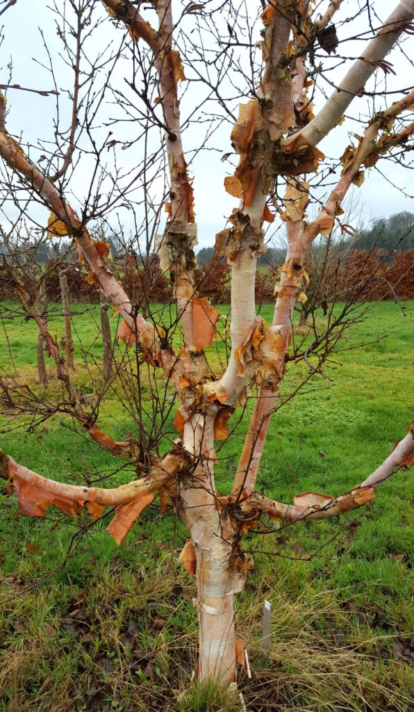 Betula Utilis ‘Buddha’ 3 Betula Utilis ‘Buddha’