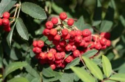 Sorbus Aucuparia ‘Cardinal Royal’
