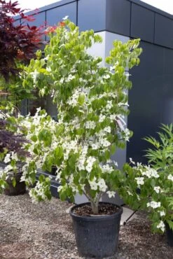 Cornus Kousa Var. Chinensis ‘China Girl’ -Tree Furnish Store 14422 15093 f334 683x1024 1